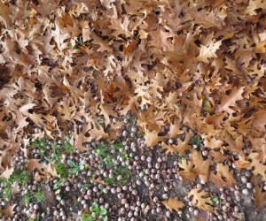 acorn invasion advances, leaves gain courage