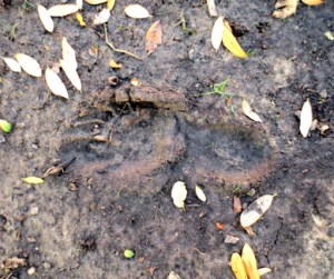 Footprint in mud