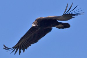 Black_Vulture_1